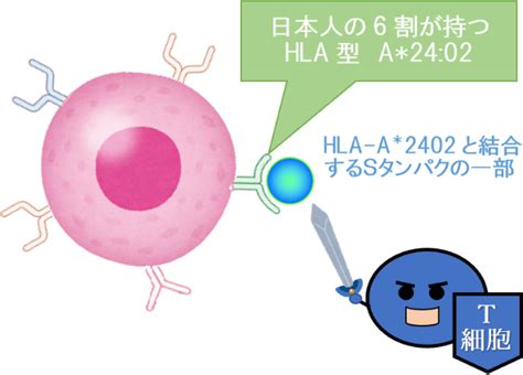 hla遺伝子 キス|HLAとは 